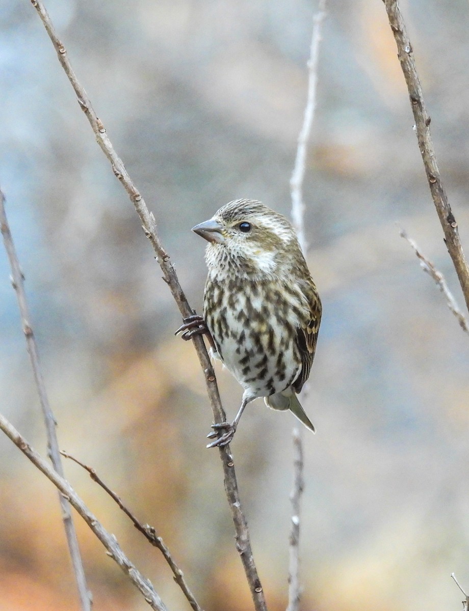 Чечевиця кармінова - ML647534084