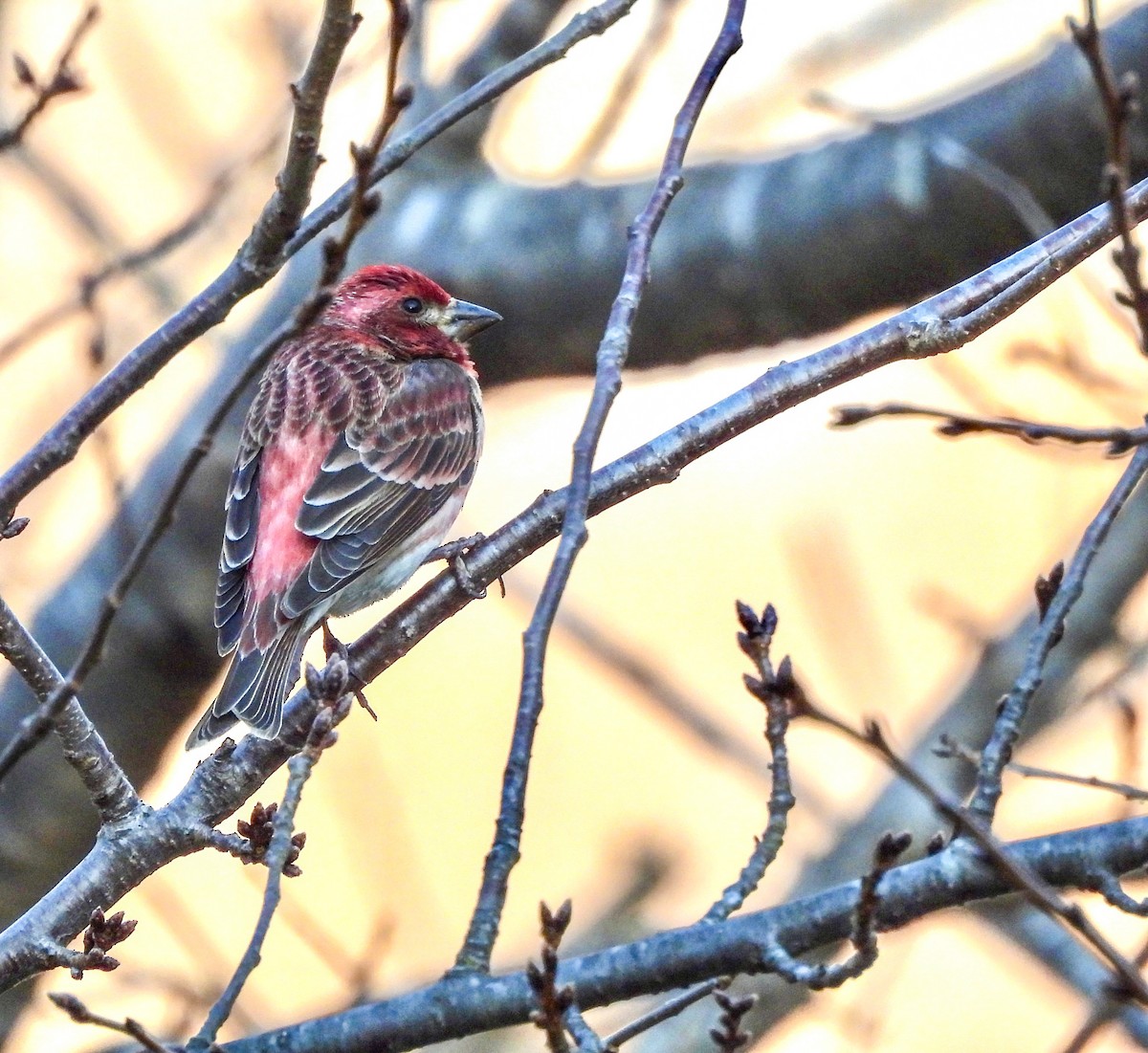 Чечевиця кармінова - ML647534085