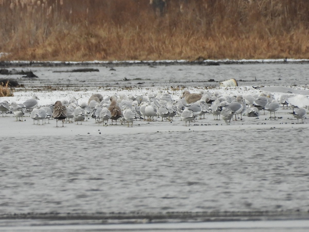 gull sp. - ML647534086