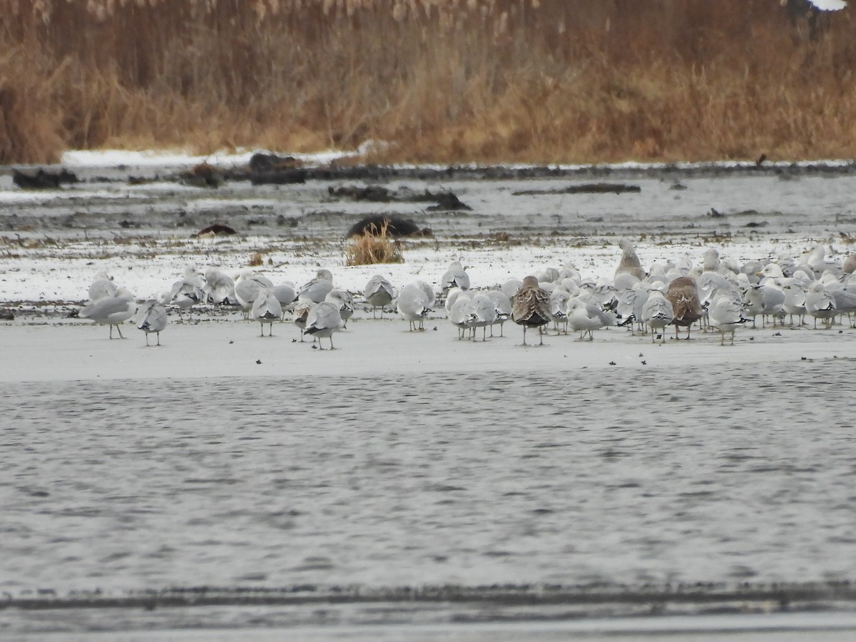 gull sp. - ML647534087