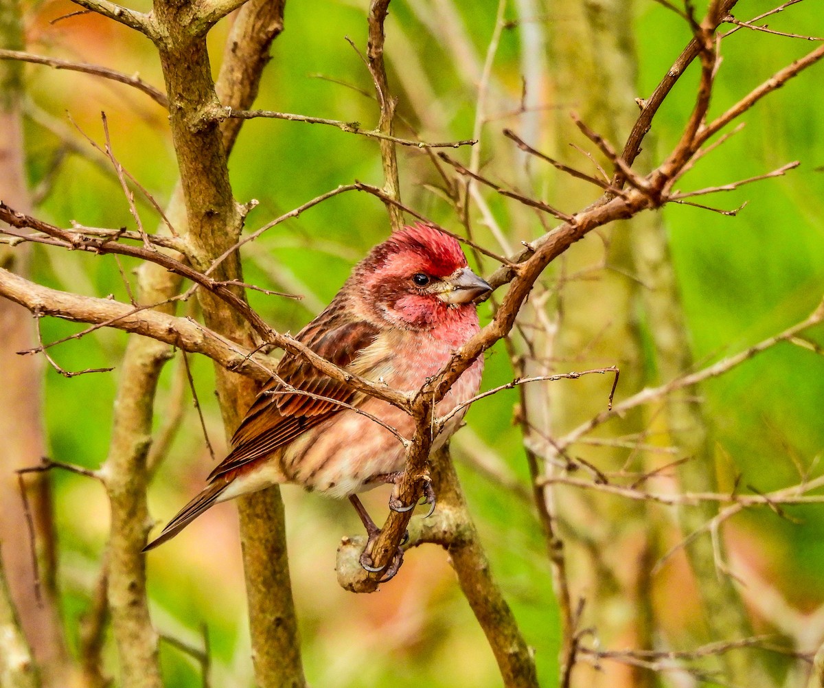 Чечевиця кармінова - ML647534088