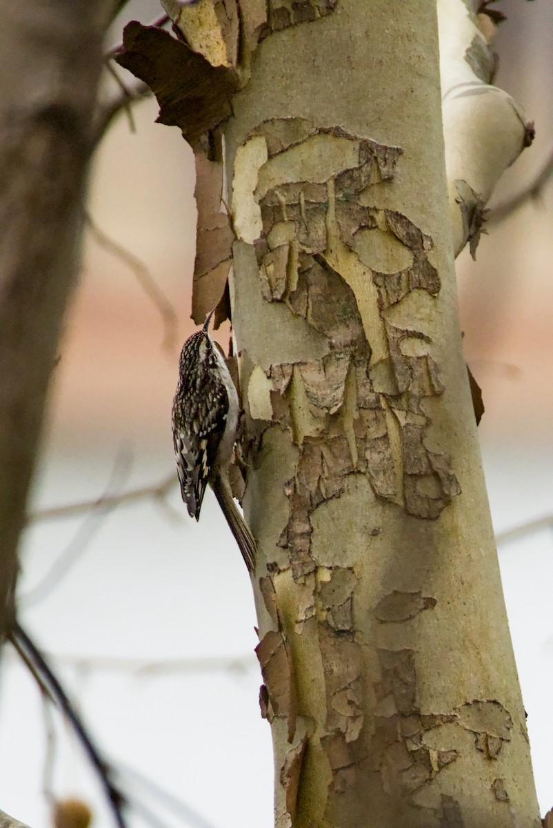 Brown Creeper - ML647534093
