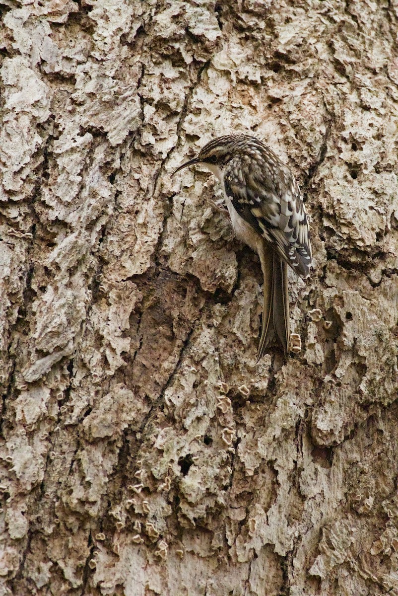 Brown Creeper - ML647534094