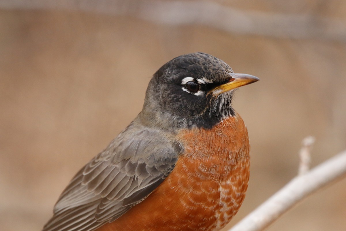 vandretrost - ML647534098