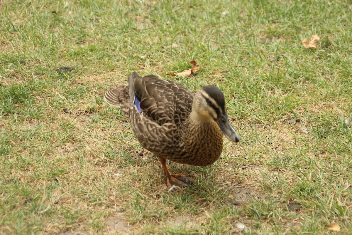 Pacific Black Duck x Mallard (hybrid) - ML647534114