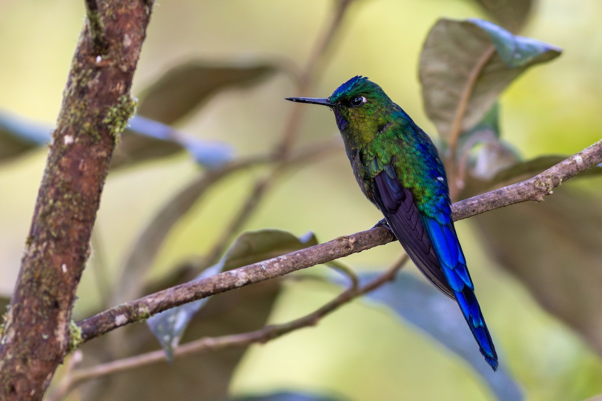 Violet-tailed Sylph - ML647534128