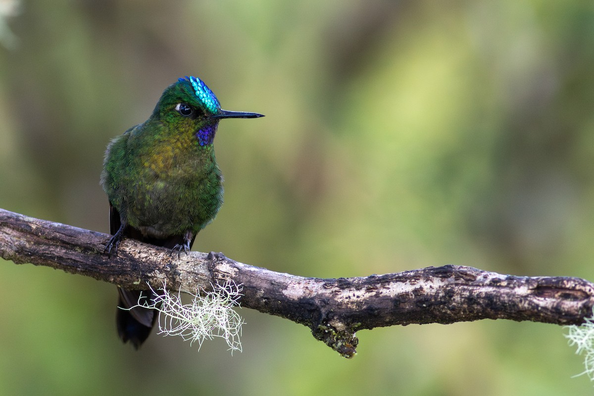 Violet-tailed Sylph - ML647534130