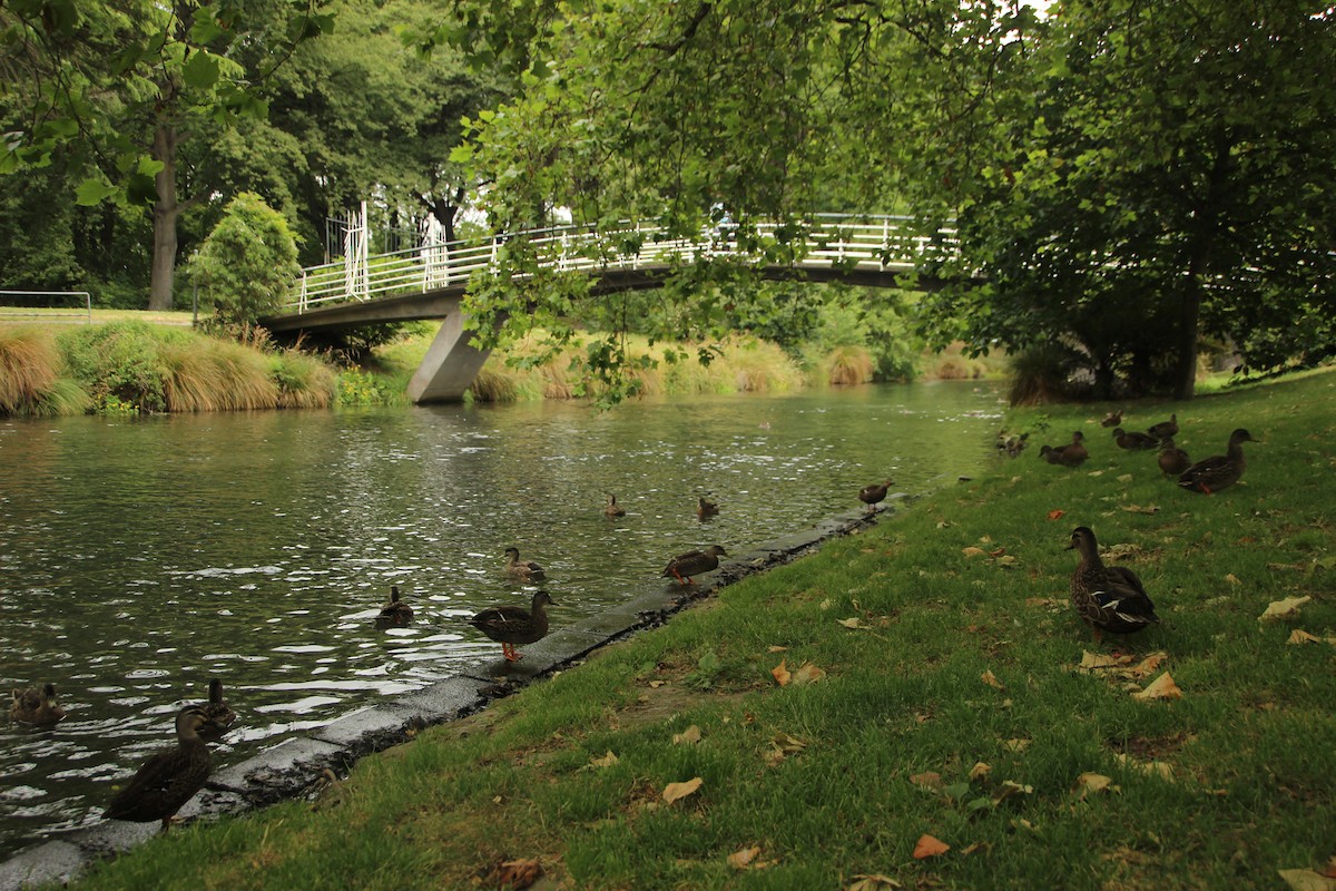 Pacific Black Duck x Mallard (hybrid) - ML647534134