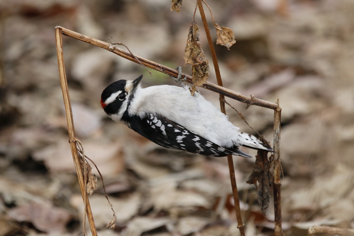 dunspett - ML647534135