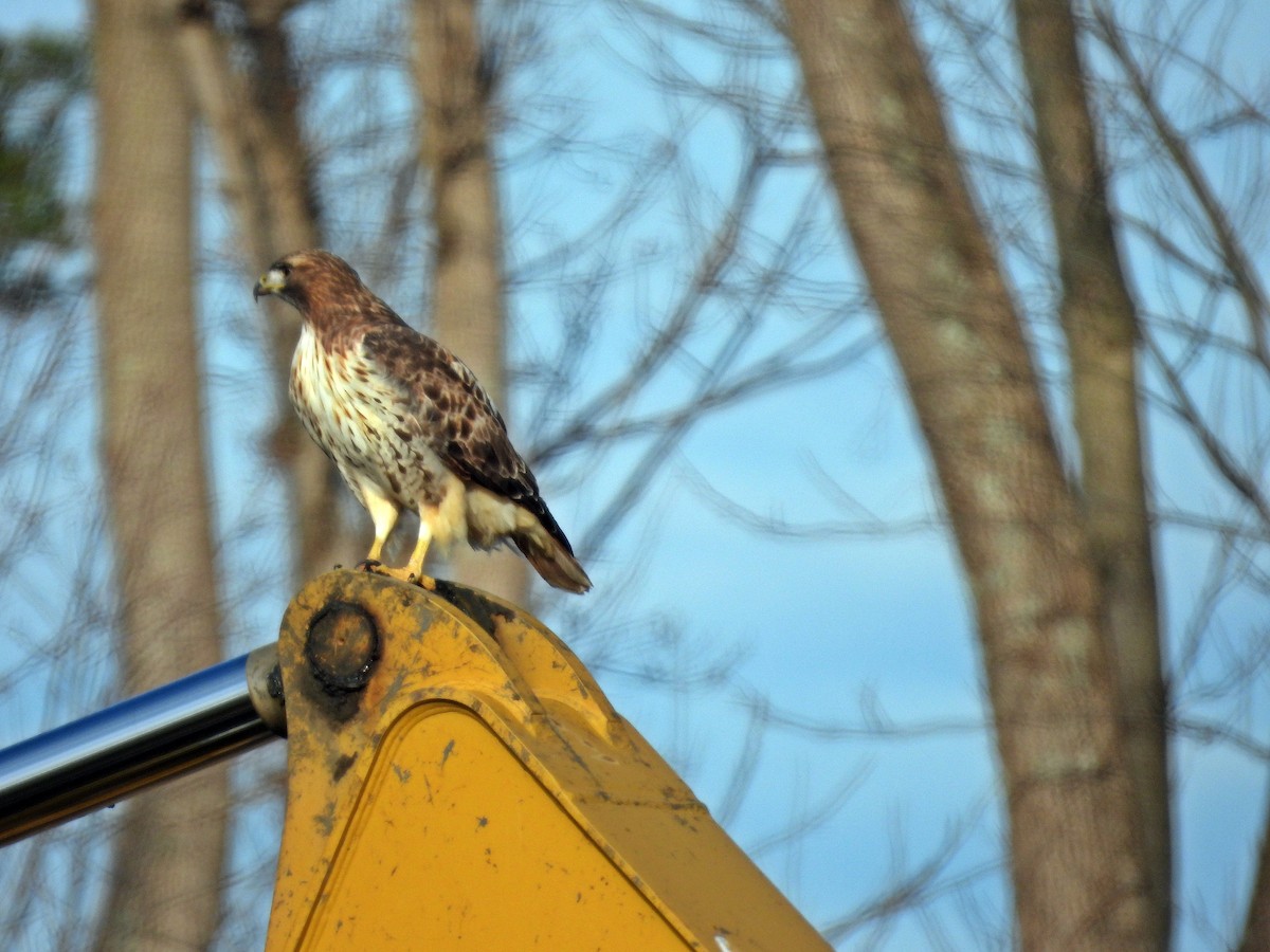Buse à queue rousse - ML647534137