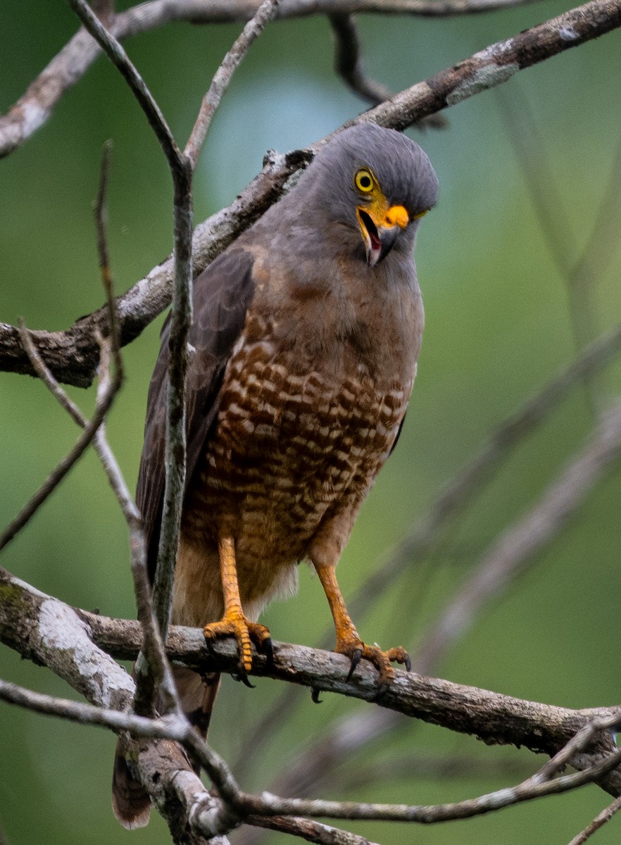 Roadside Hawk - ML647534142