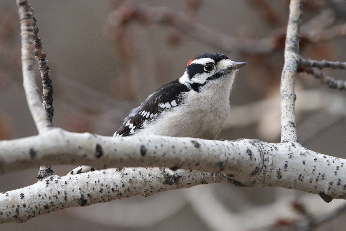 dunspett - ML647534160