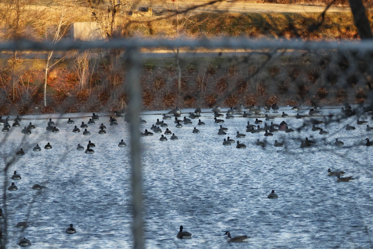 Canada Goose - ML647534162