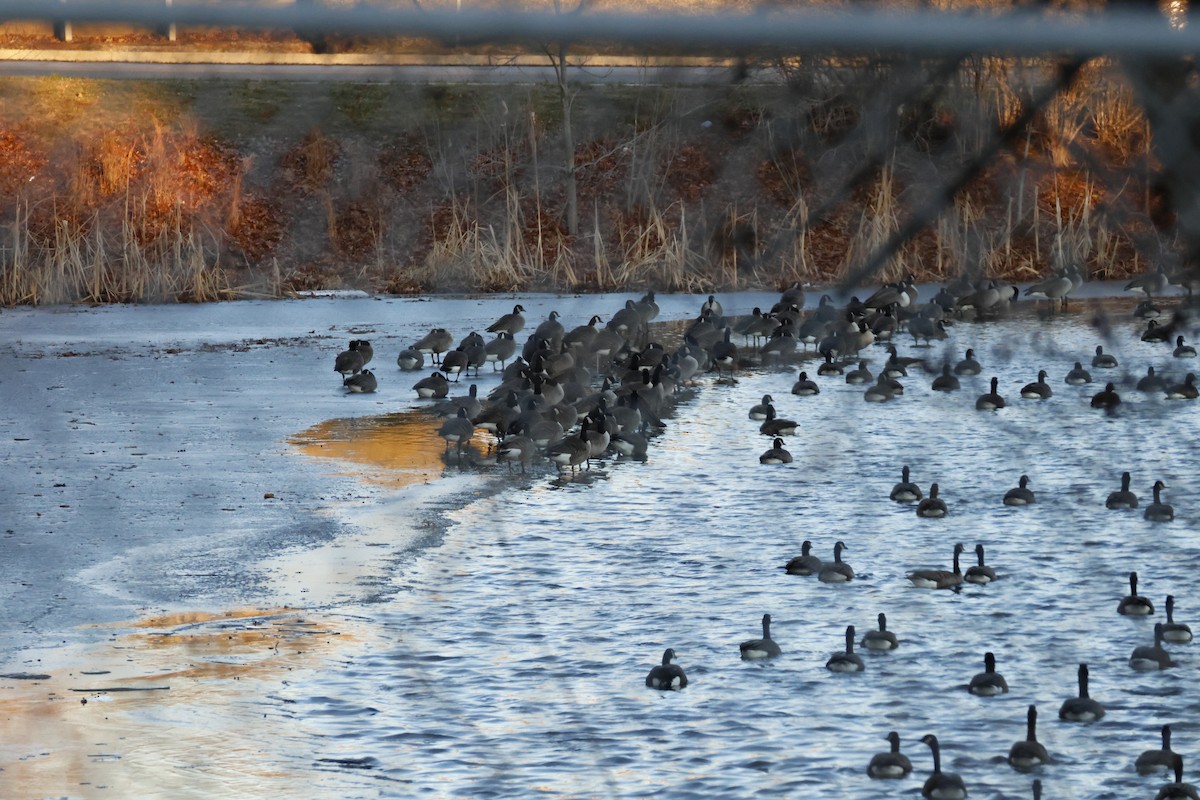 Canada Goose - ML647534164