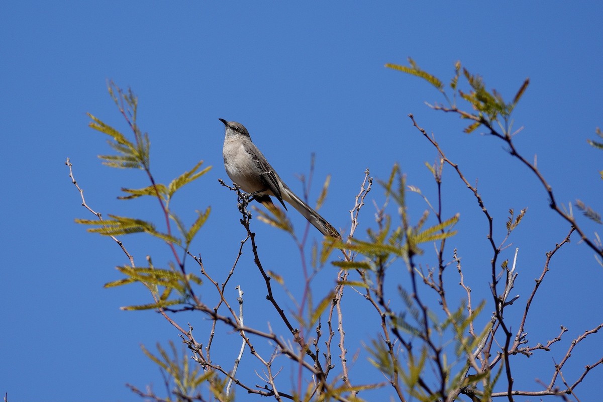 Northern Mockingbird - ML647534165