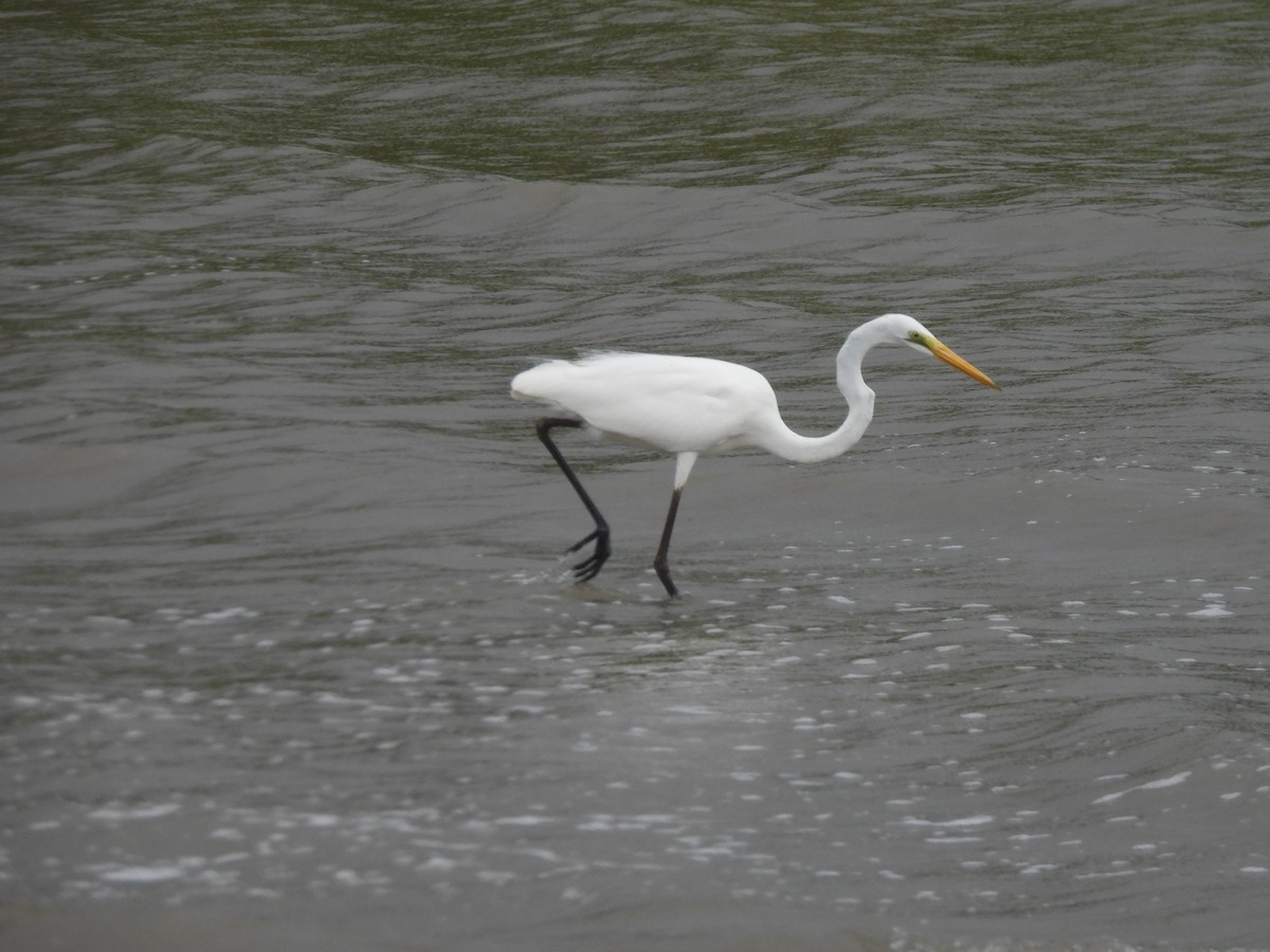 Great Egret - ML647534169