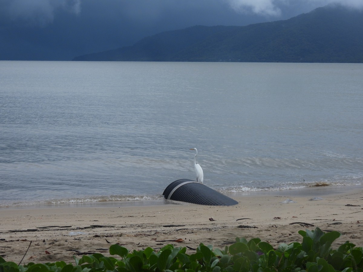 Great Egret - ML647534170