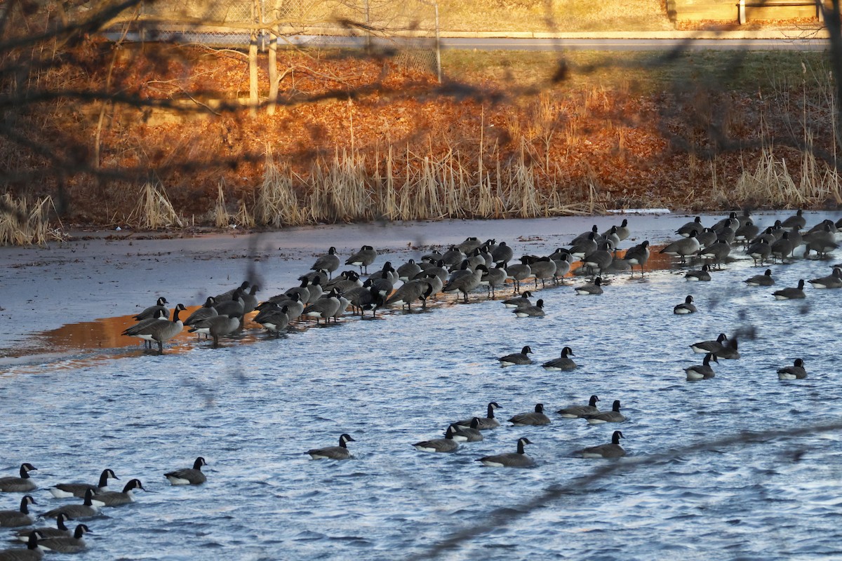 Canada Goose - ML647534202