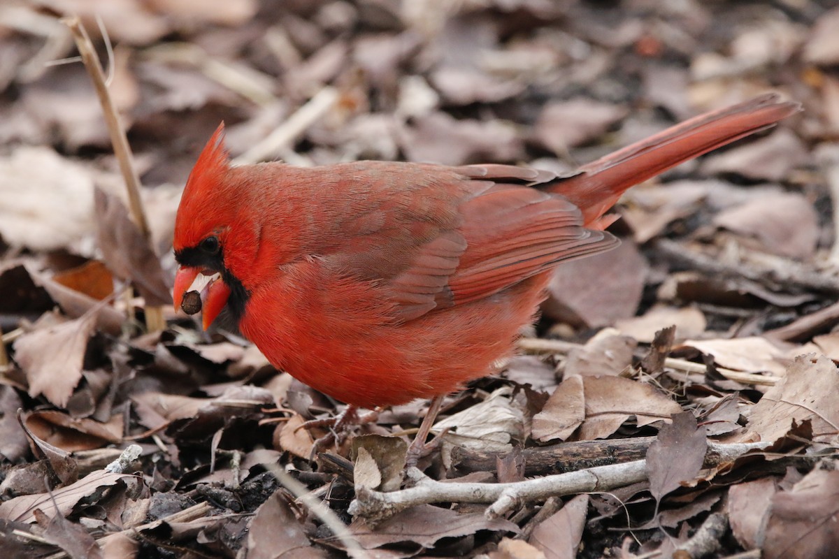rødkardinal - ML647534209
