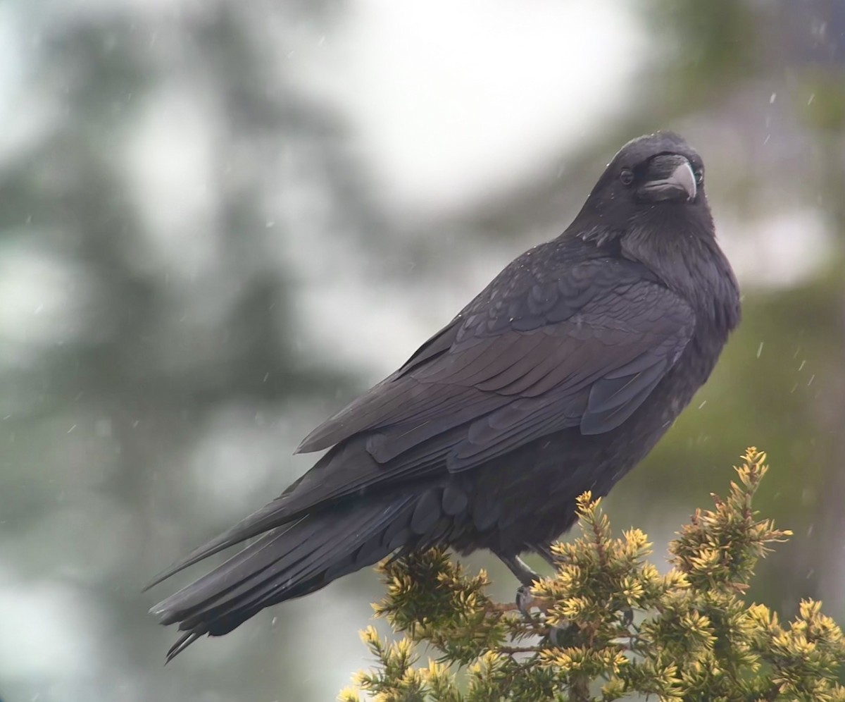 עורב שחור - ML647534231