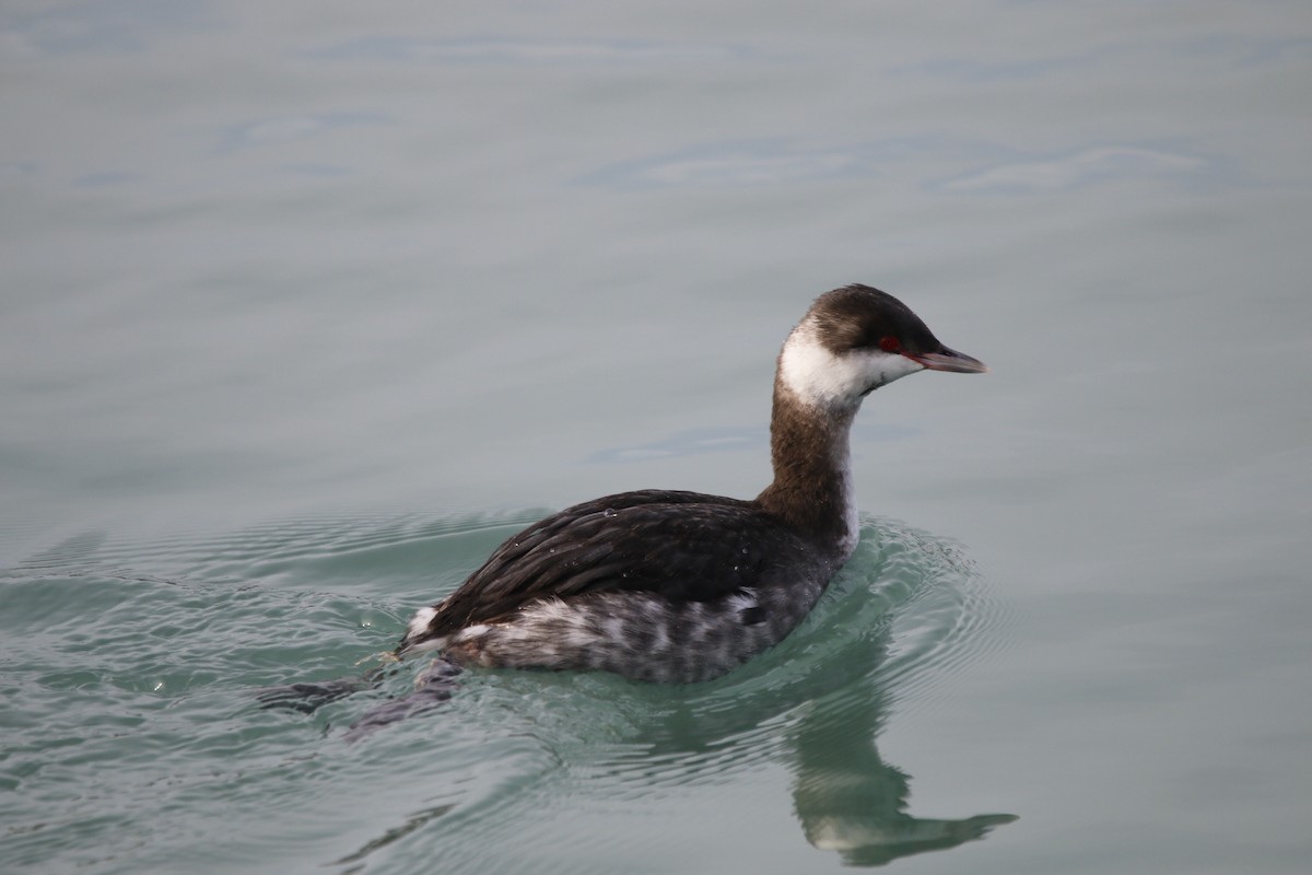 horndykker - ML647534238