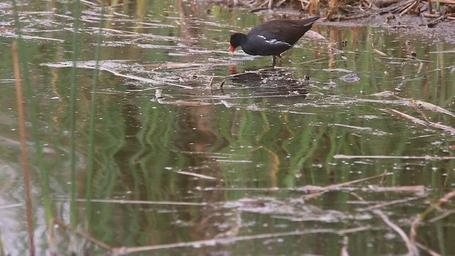 סופית אמריקנית - ML647534243