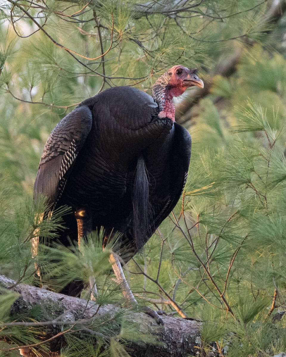 Wild Turkey - ML647534248
