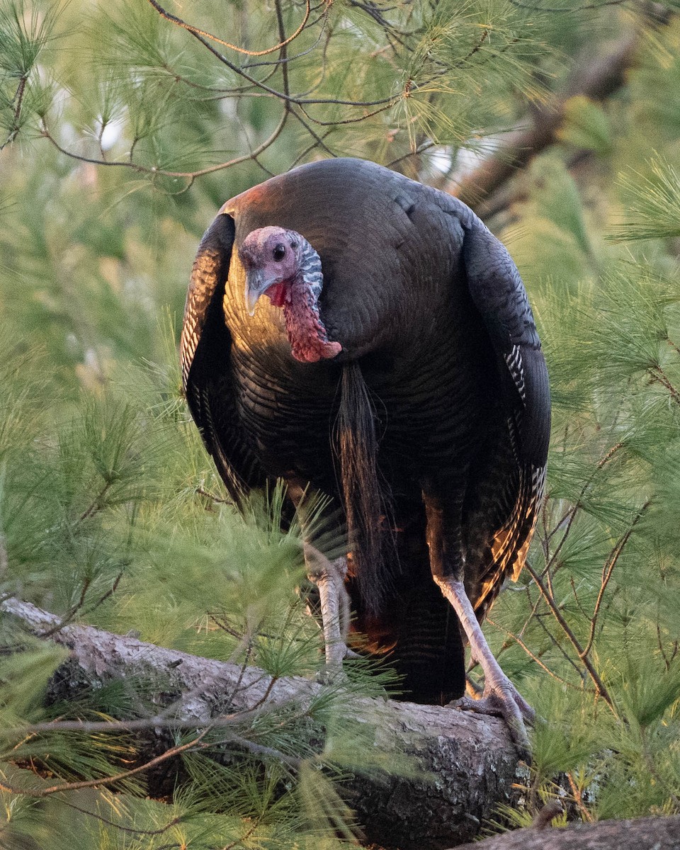 Wild Turkey - ML647534249