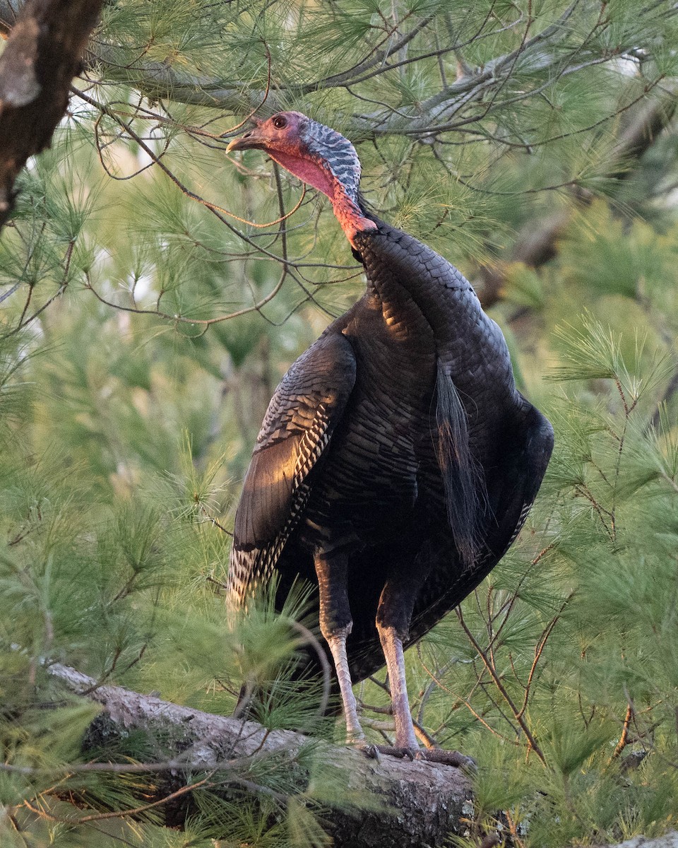 Wild Turkey - ML647534250