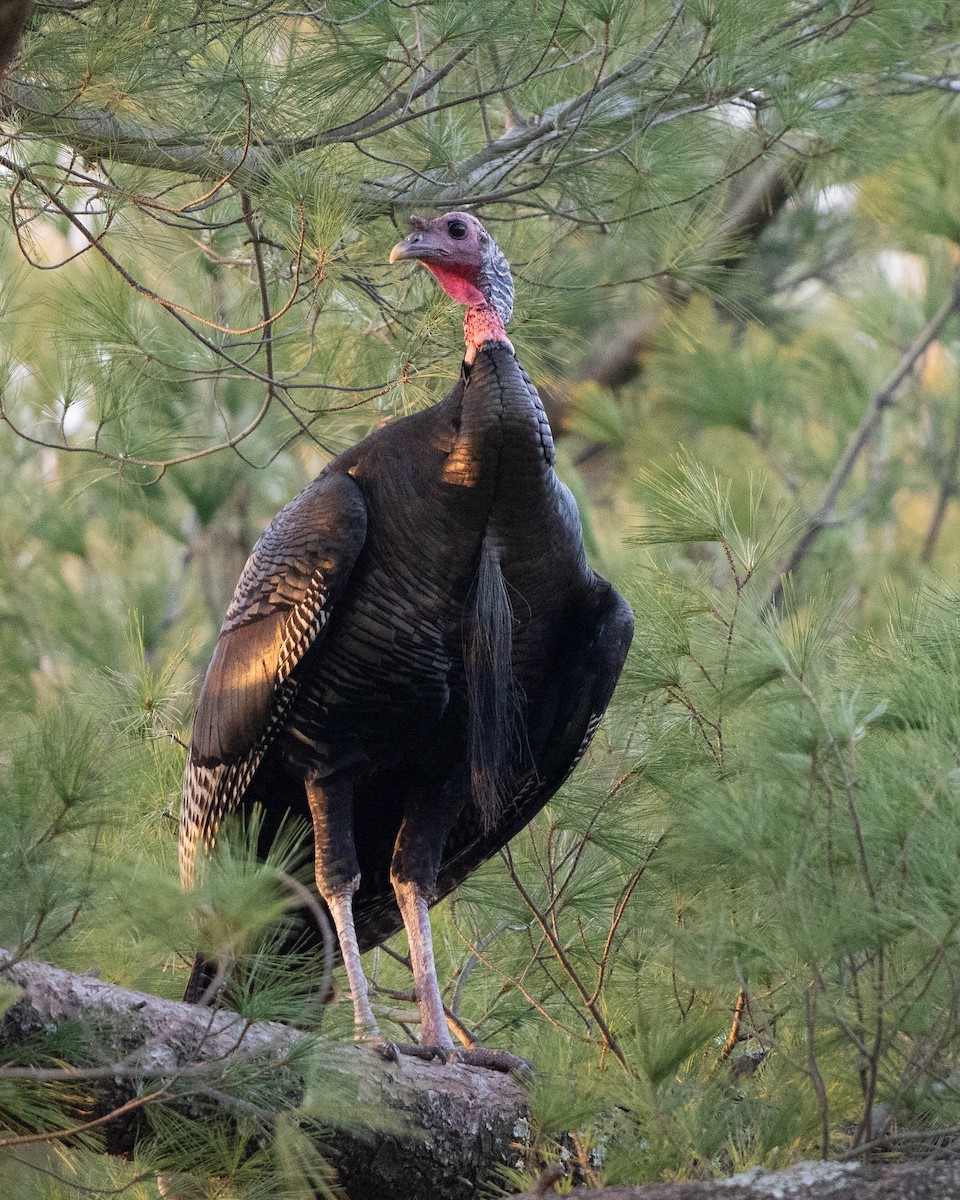 Wild Turkey - ML647534251