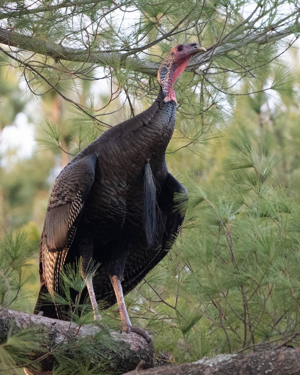 Wild Turkey - ML647534252