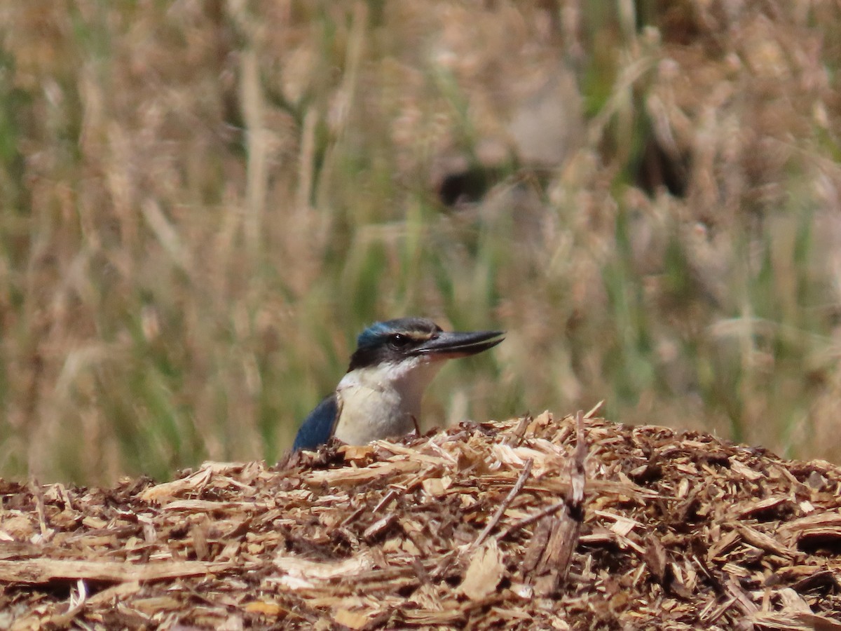 Sacred Kingfisher - ML647534260