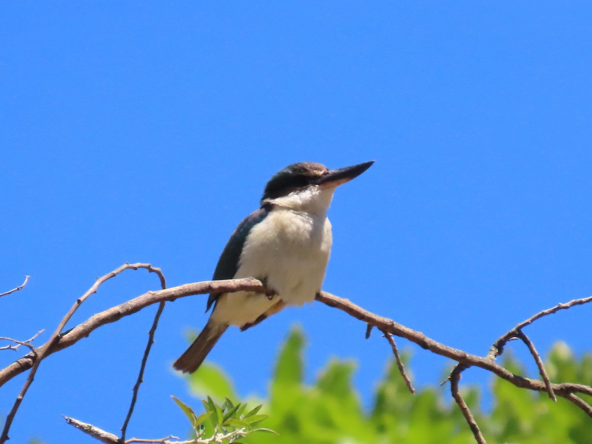 Sacred Kingfisher - ML647534261