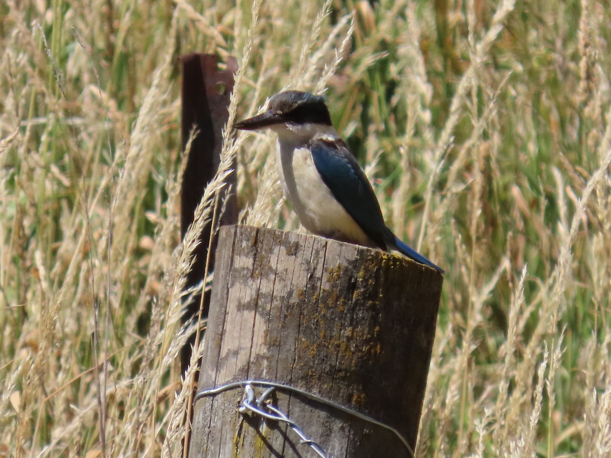 Sacred Kingfisher - ML647534262