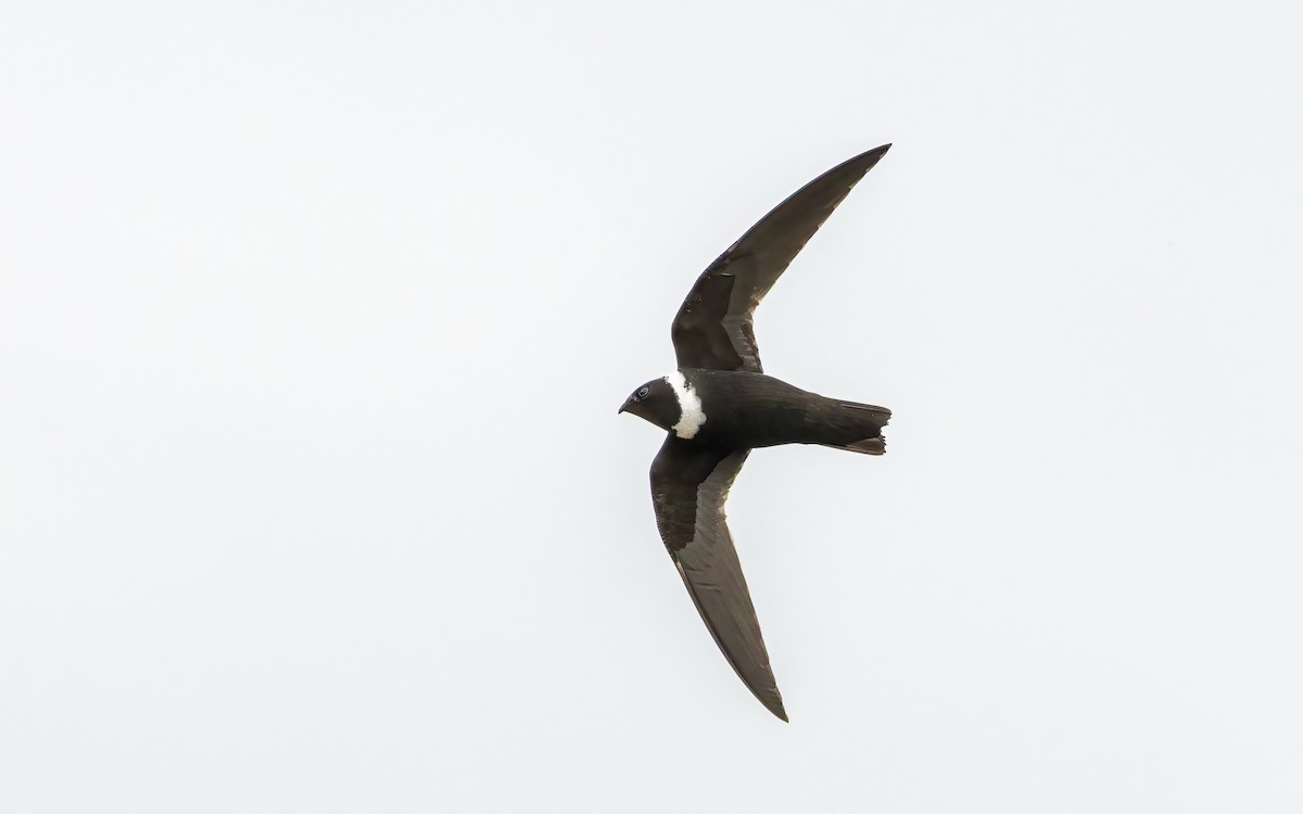 White-collared Swift - ML647534264