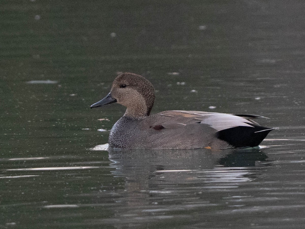 オカヨシガモ - ML647534268