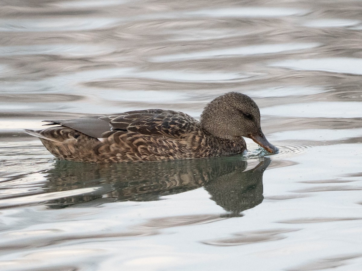 オカヨシガモ - ML647534269