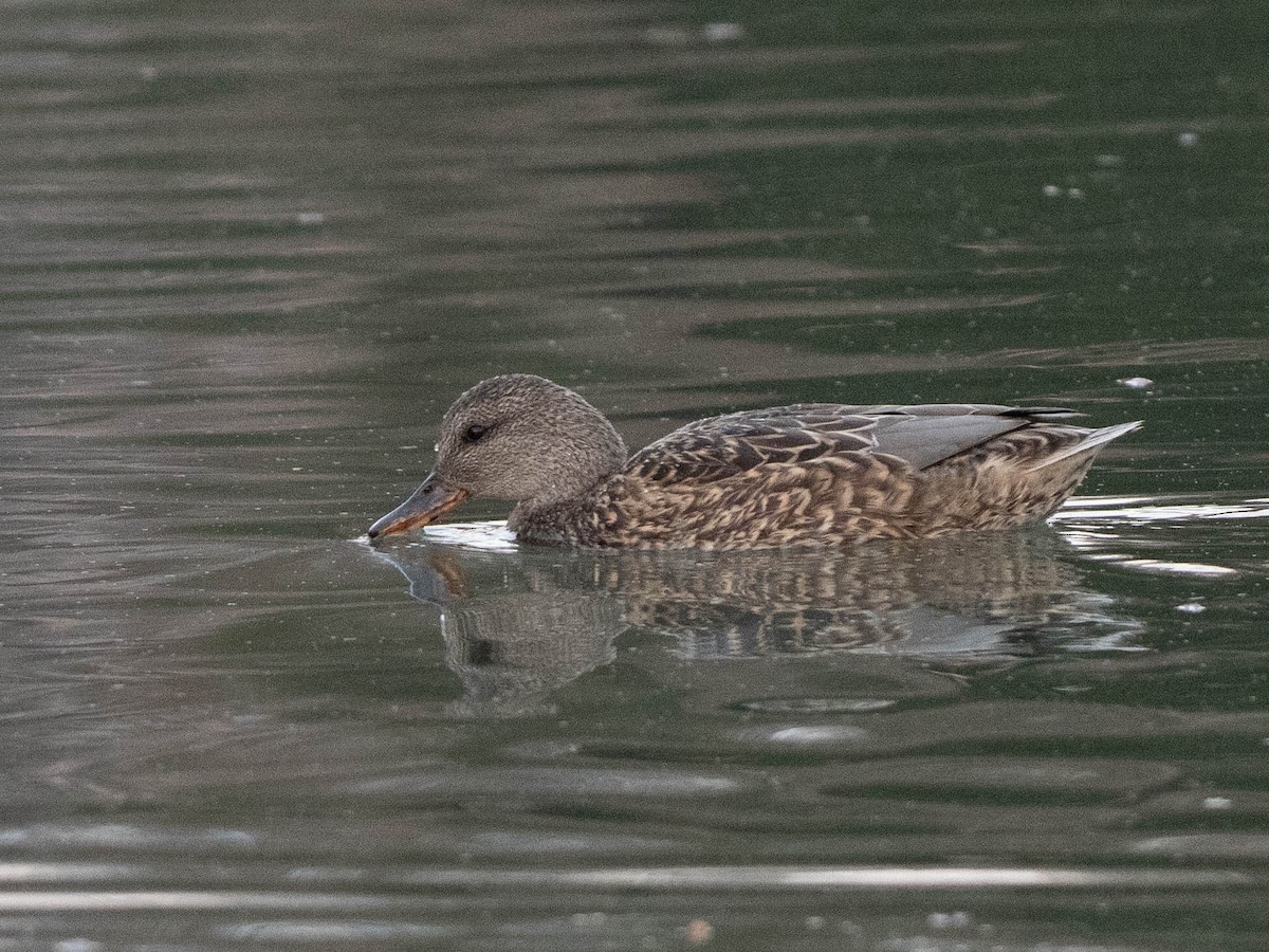 オカヨシガモ - ML647534270