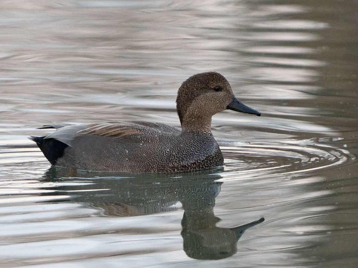 オカヨシガモ - ML647534271