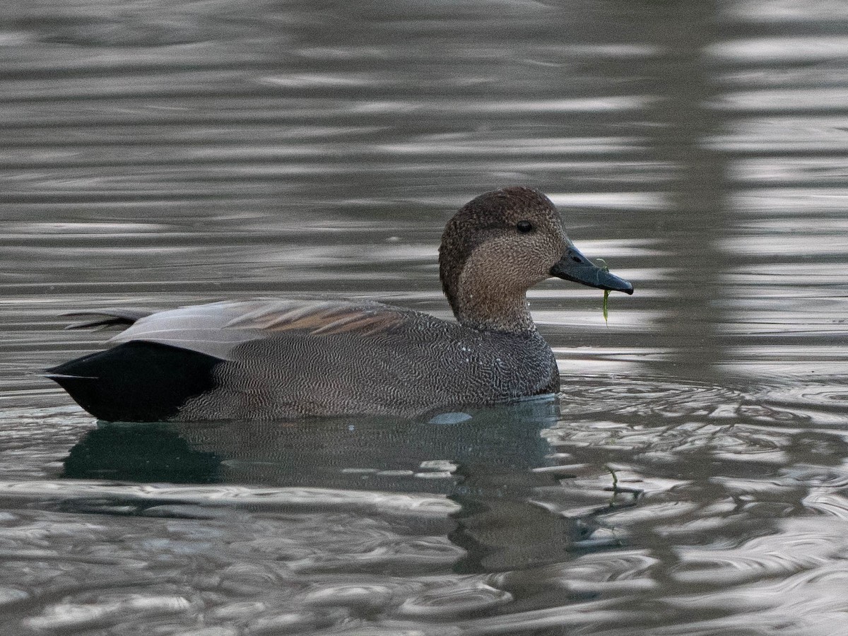 オカヨシガモ - ML647534272