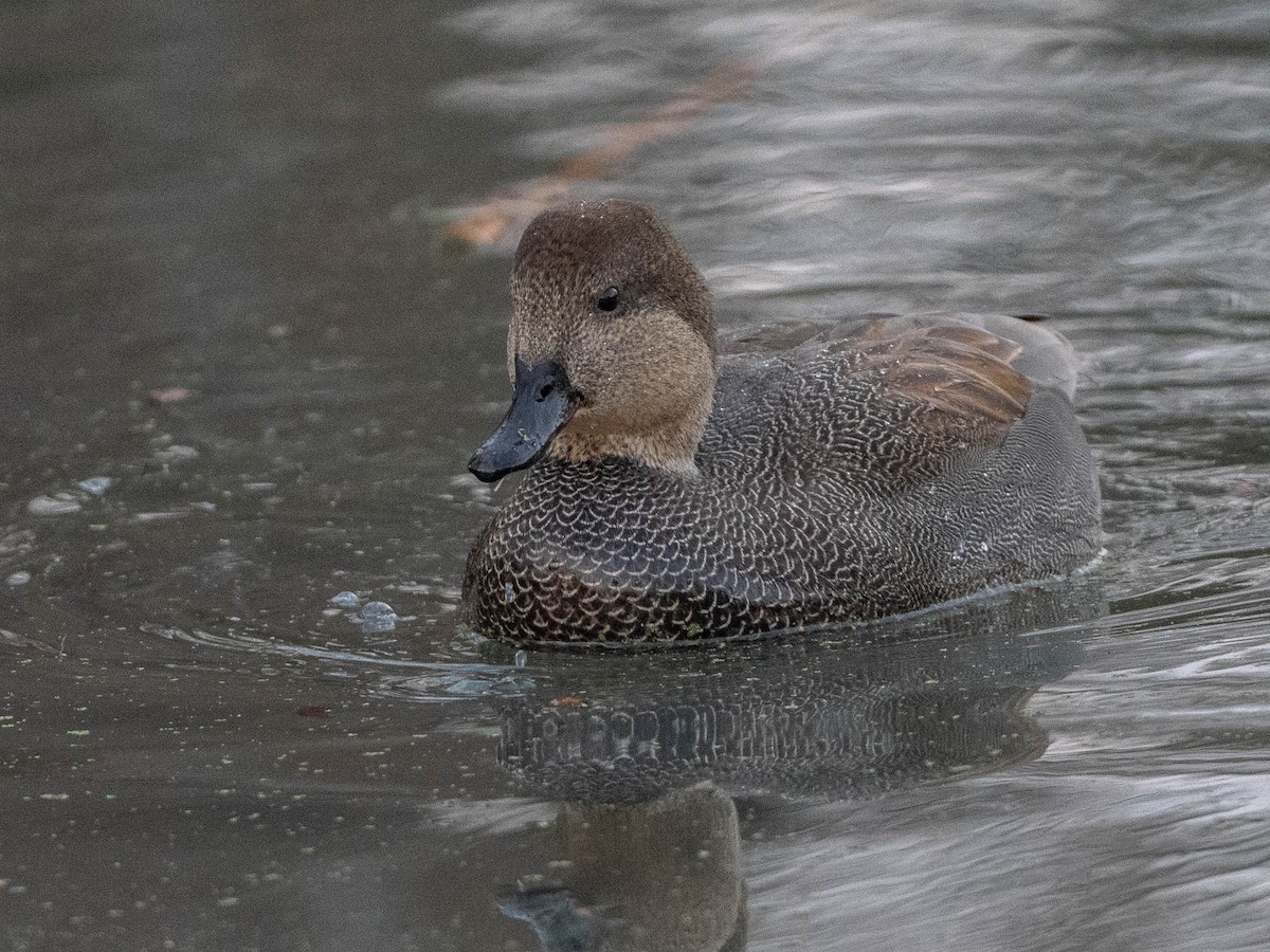 オカヨシガモ - ML647534273