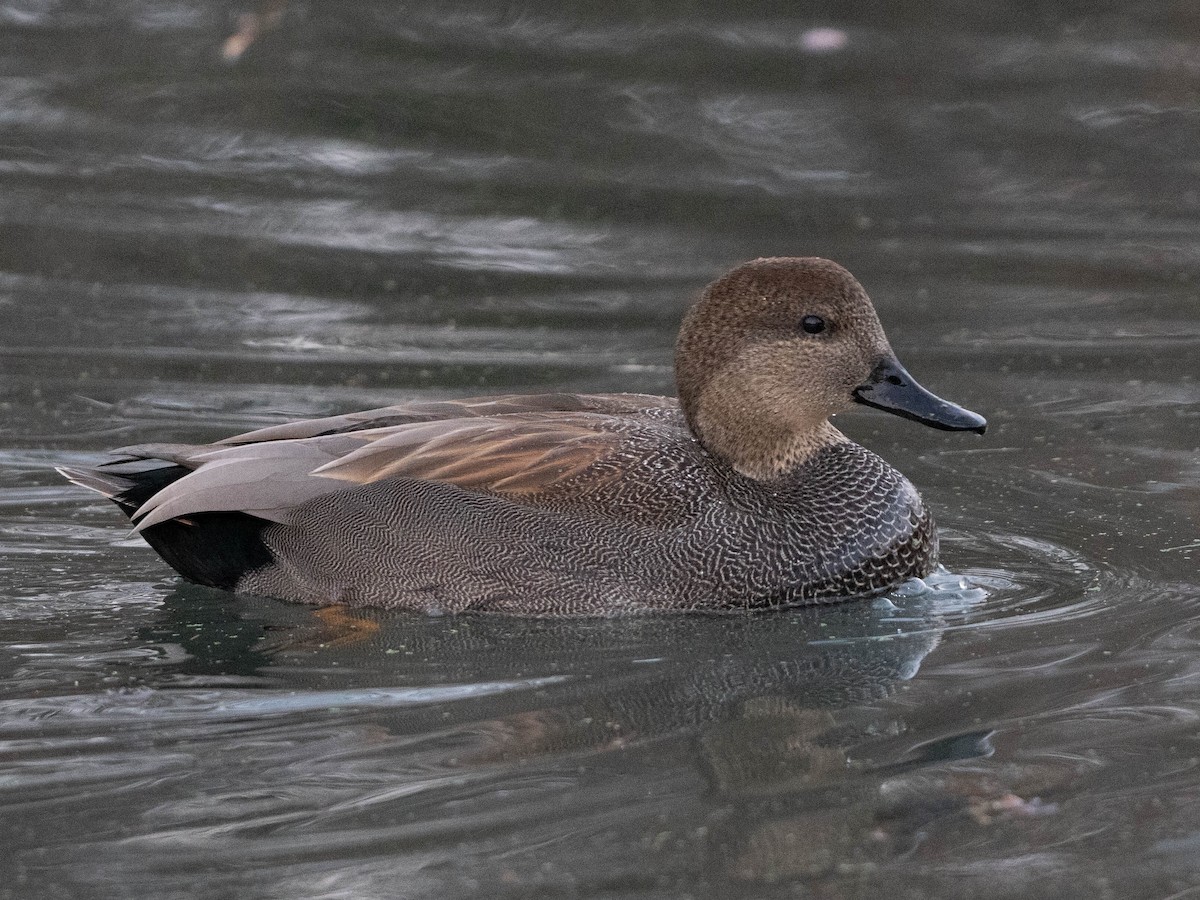 オカヨシガモ - ML647534275