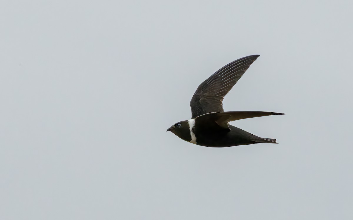 White-collared Swift - ML647534276
