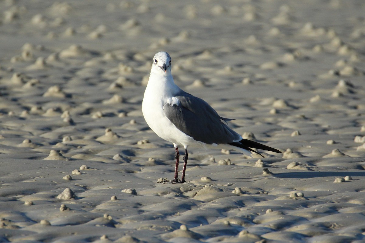 Gabbiano sghignazzante - ML647534288