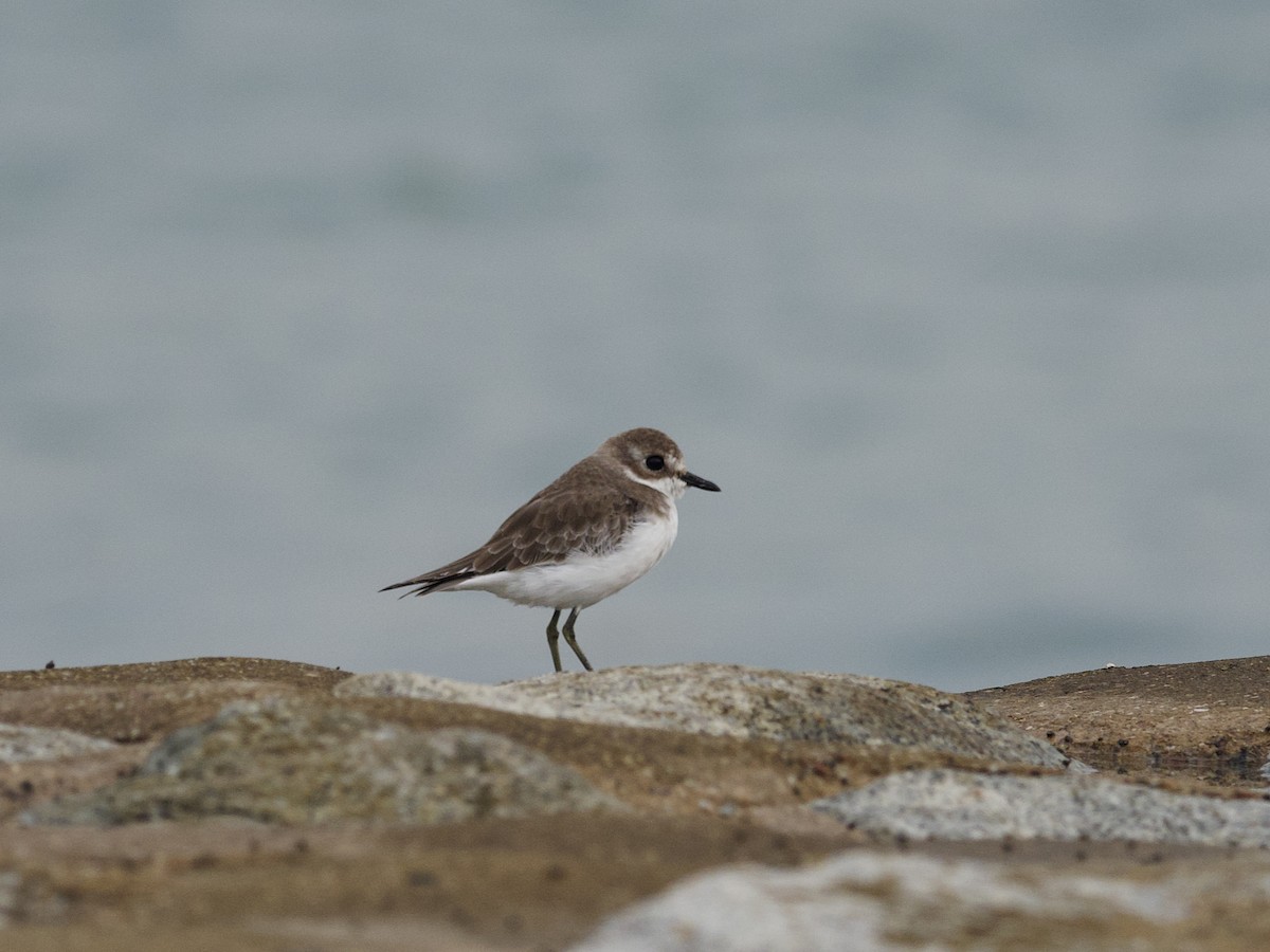 Tibetan Sand-Plover - ML647534289