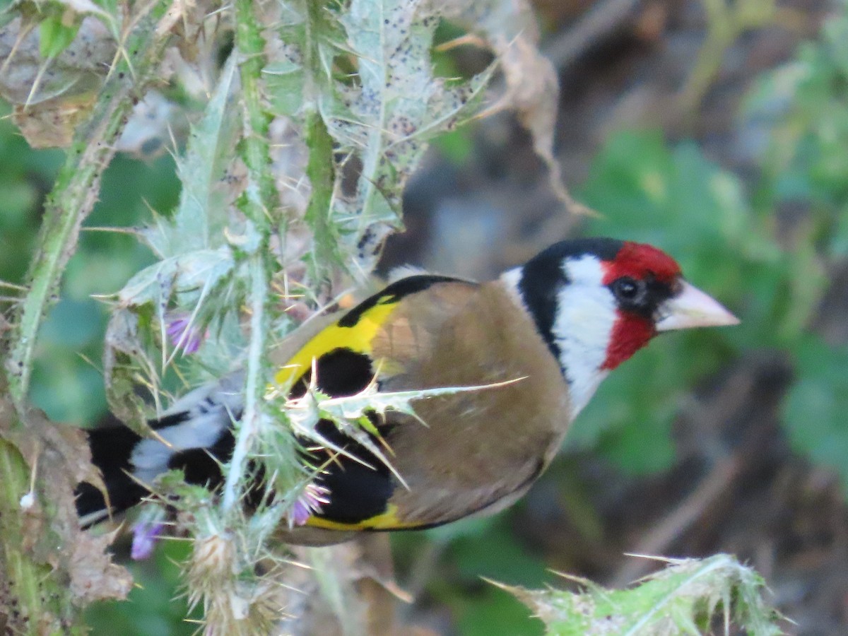 Kardantxiloa - ML647534290