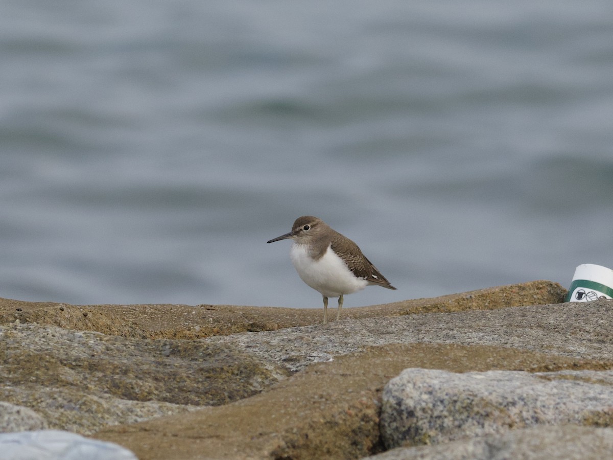 Перевозчик - ML647534309