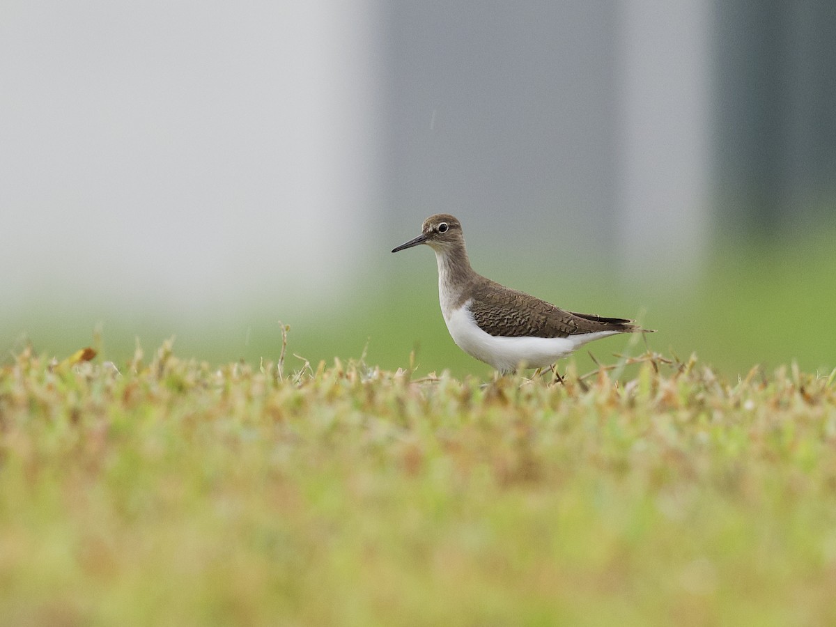 Перевозчик - ML647534310