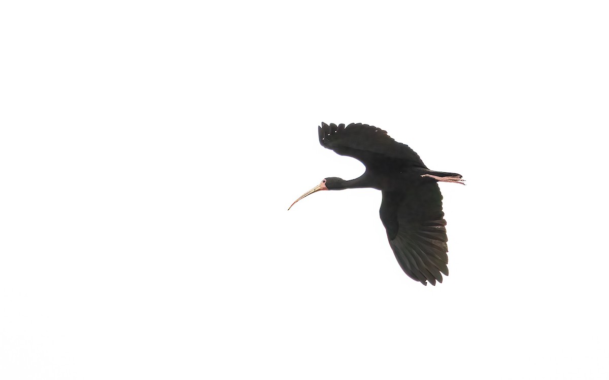 Ibis Afeitado - ML647534319