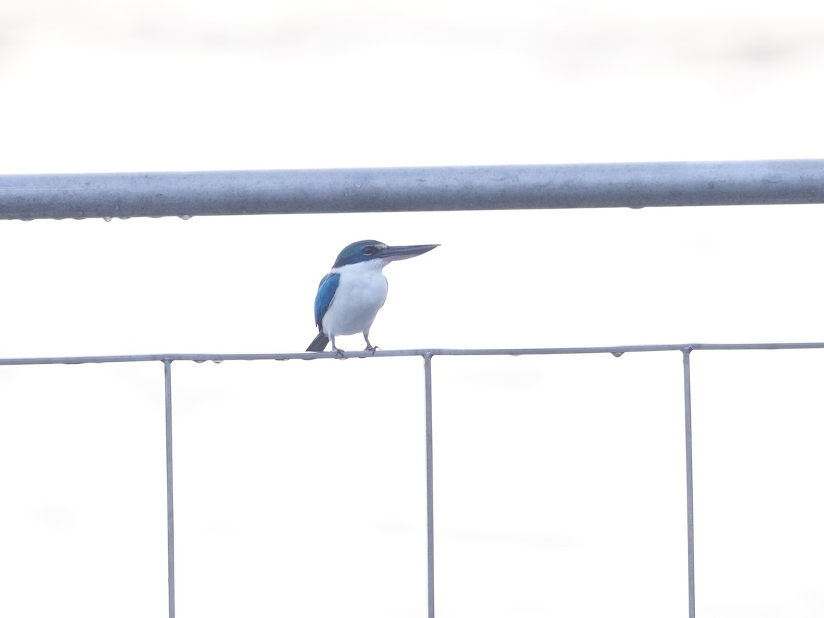 Воротничковая альциона [группа humii] - ML647534331